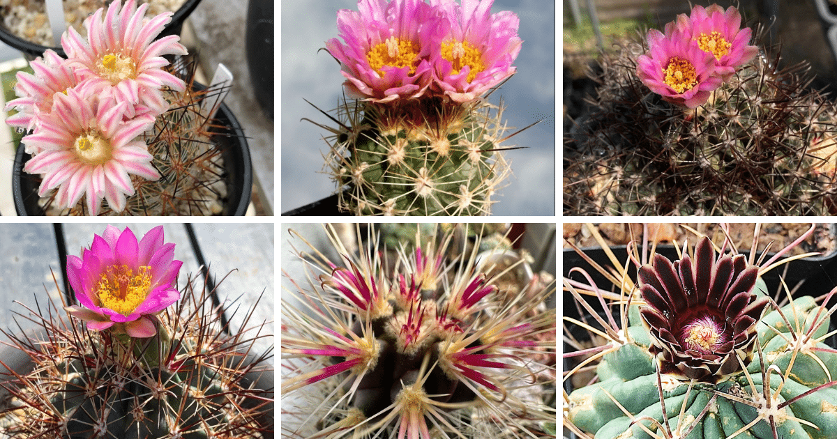 10 Most Popular Types Of Sclerocactus Pictorial Guide