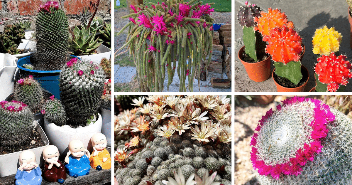 10 Most Unusual Cactus Plants You Can Grow Indoors