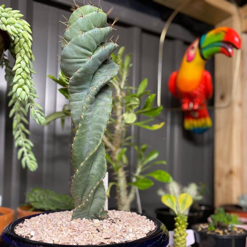 Internet's Latest Obsession: Cute Spiral Cacti!