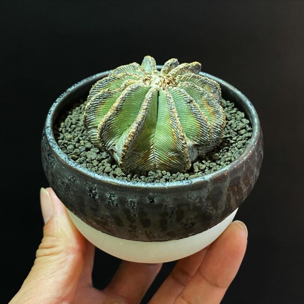 Top 5 FAQ And Answers For Aztekium