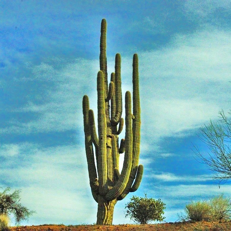 Ancient Cacti: Exploring The World's Oldest Plants
