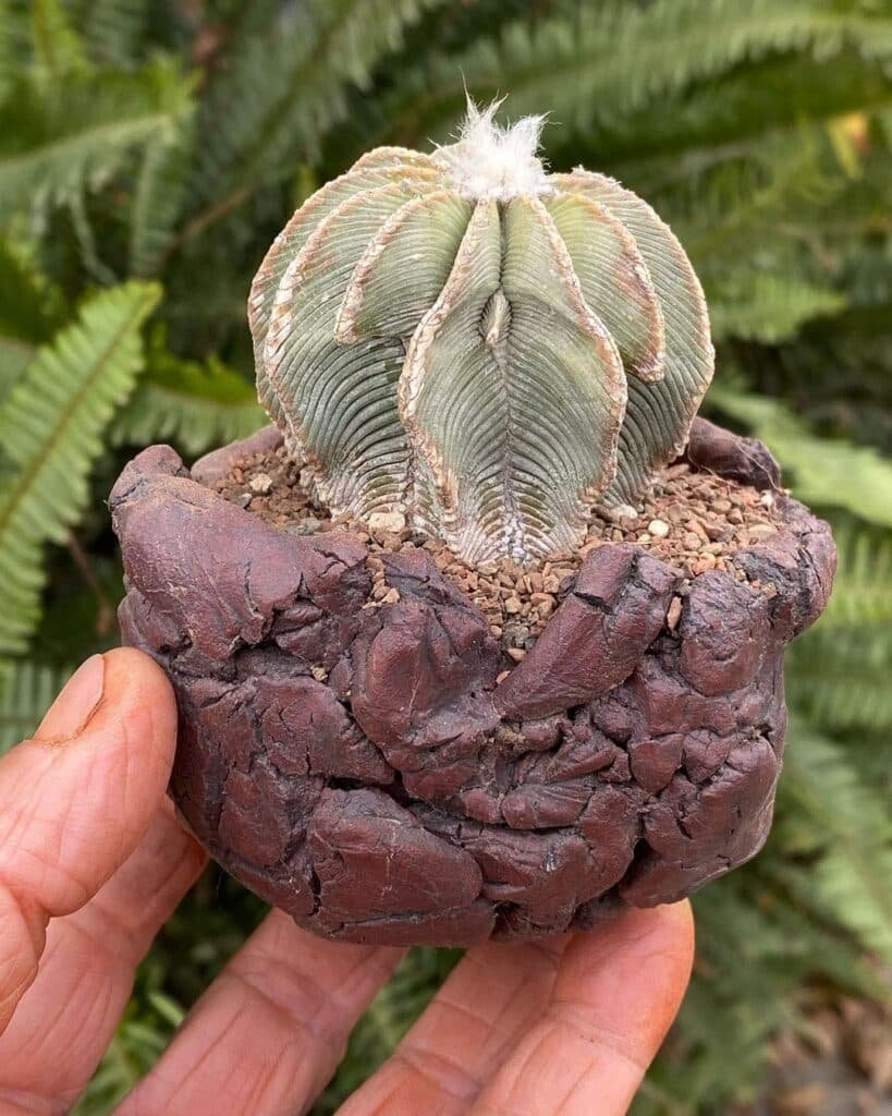 Top 10 Interesting Facts About Aztekium