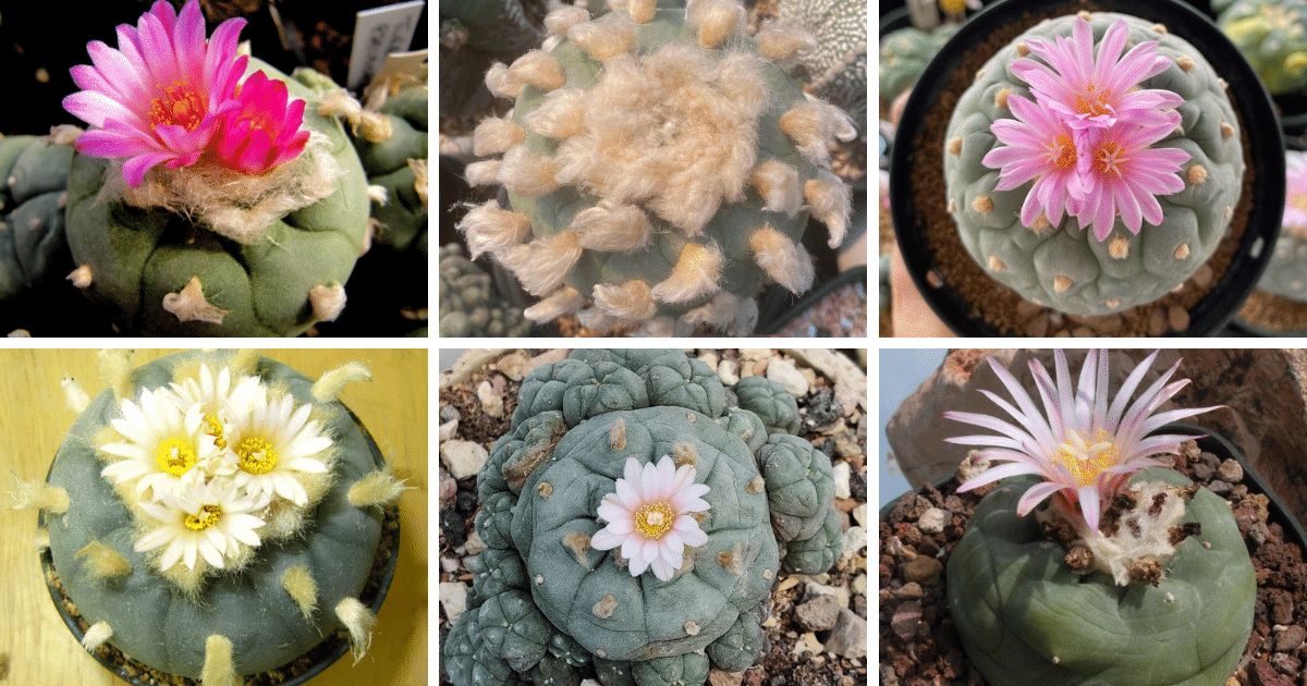 15 Most Popular Types Of Lophophora Williamsii Pictorial Guide