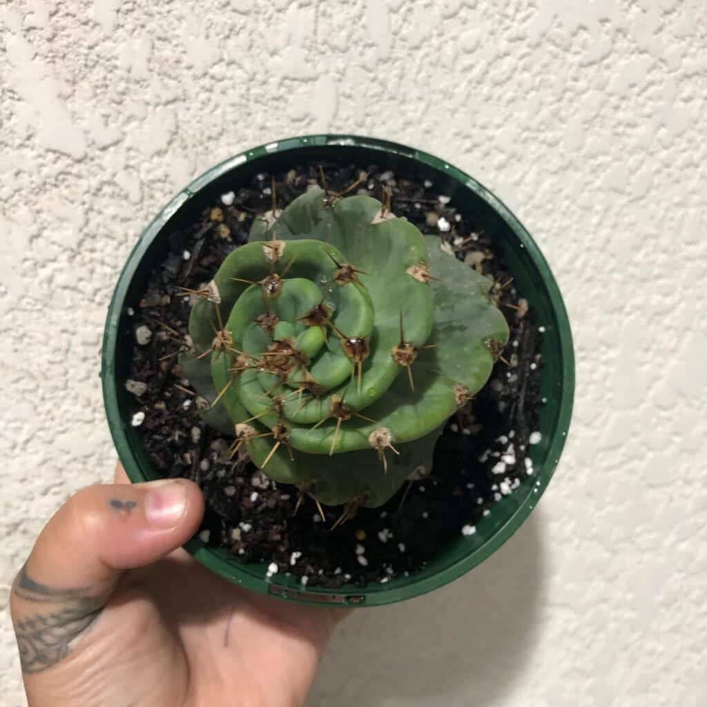 Internet's Latest Obsession: Cute Spiral Cacti!