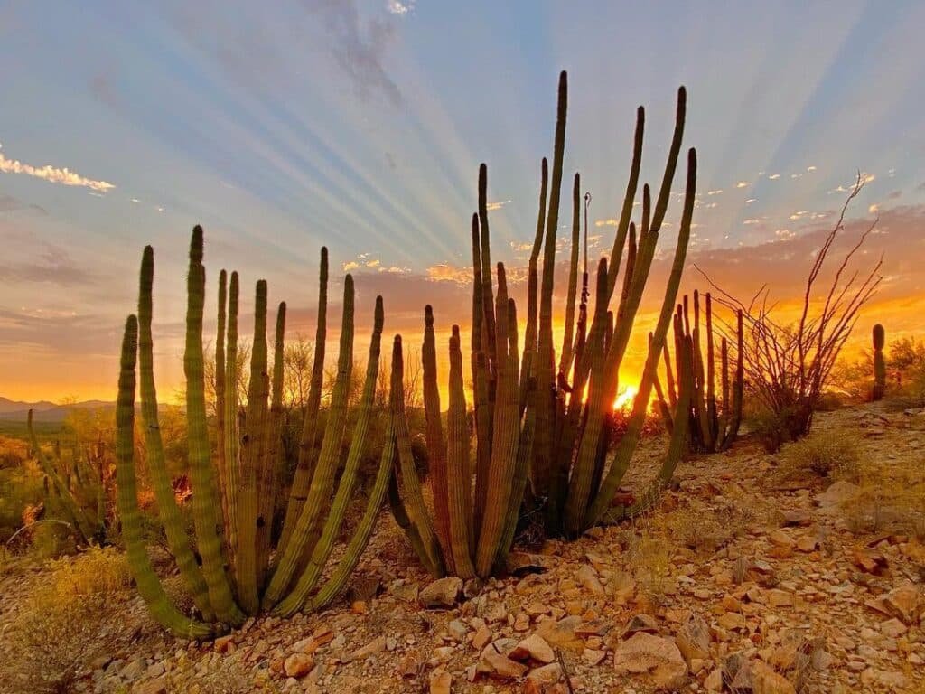 Top 10 Interesting Facts About Ancient Cacti