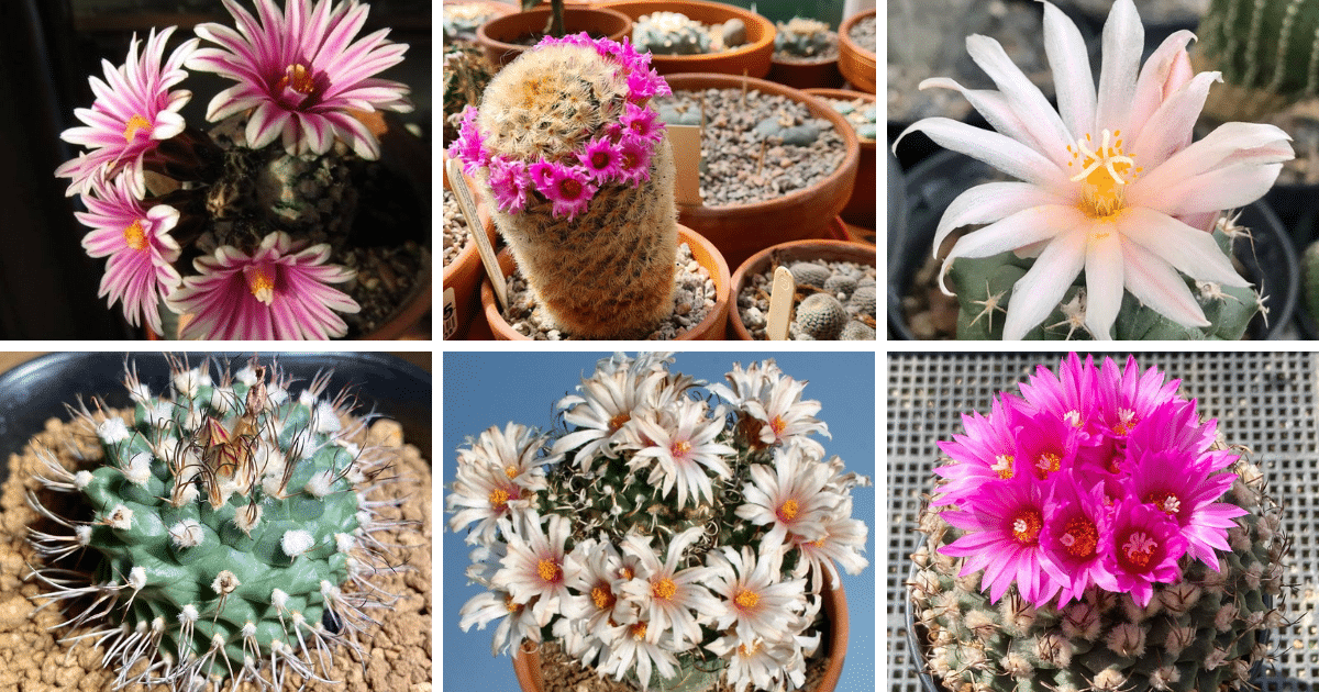 20 Most Popular Types Of Turbinicarpus Pictorial Guide