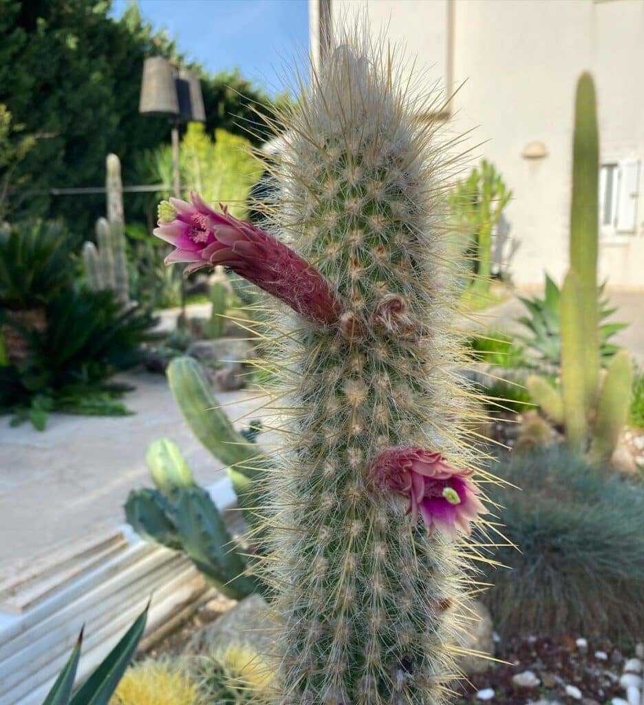 5 Most Popular Types Of Weberbauerocereus Pictorial Guide