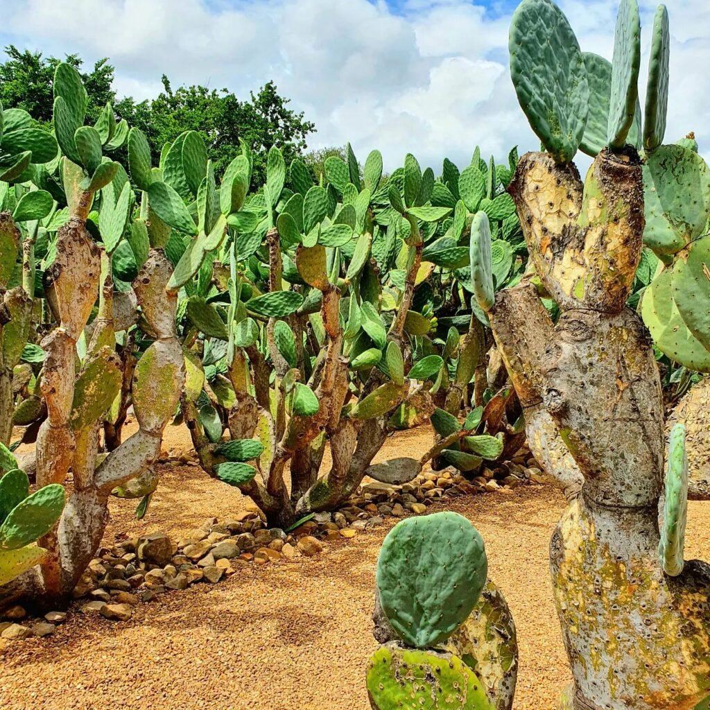 Ancient Cacti: Exploring The World's Oldest Plants
