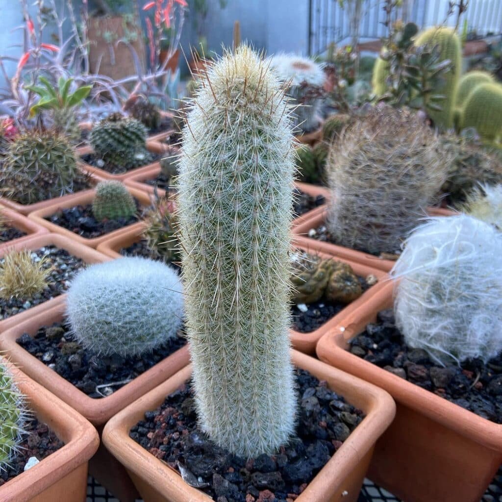 5 Most Popular Types Of Weberbauerocereus Pictorial Guide