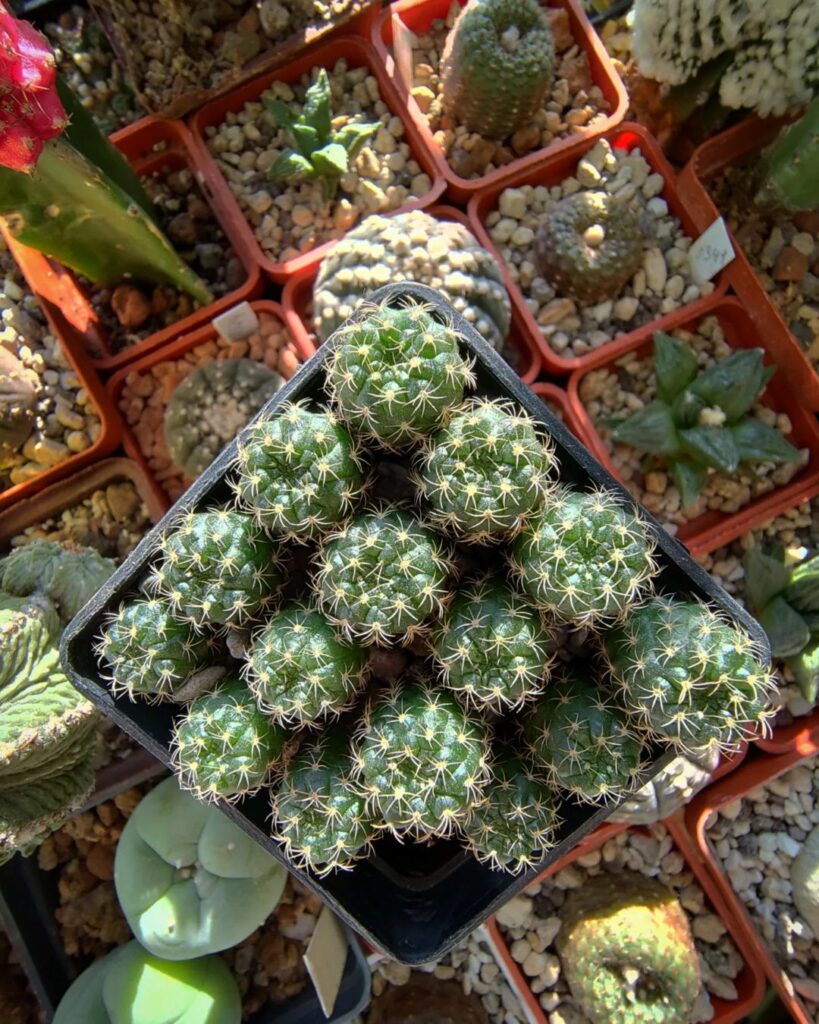 Cactus Cultivation Unlocked: Your Complete Guide To Growing From Seed!