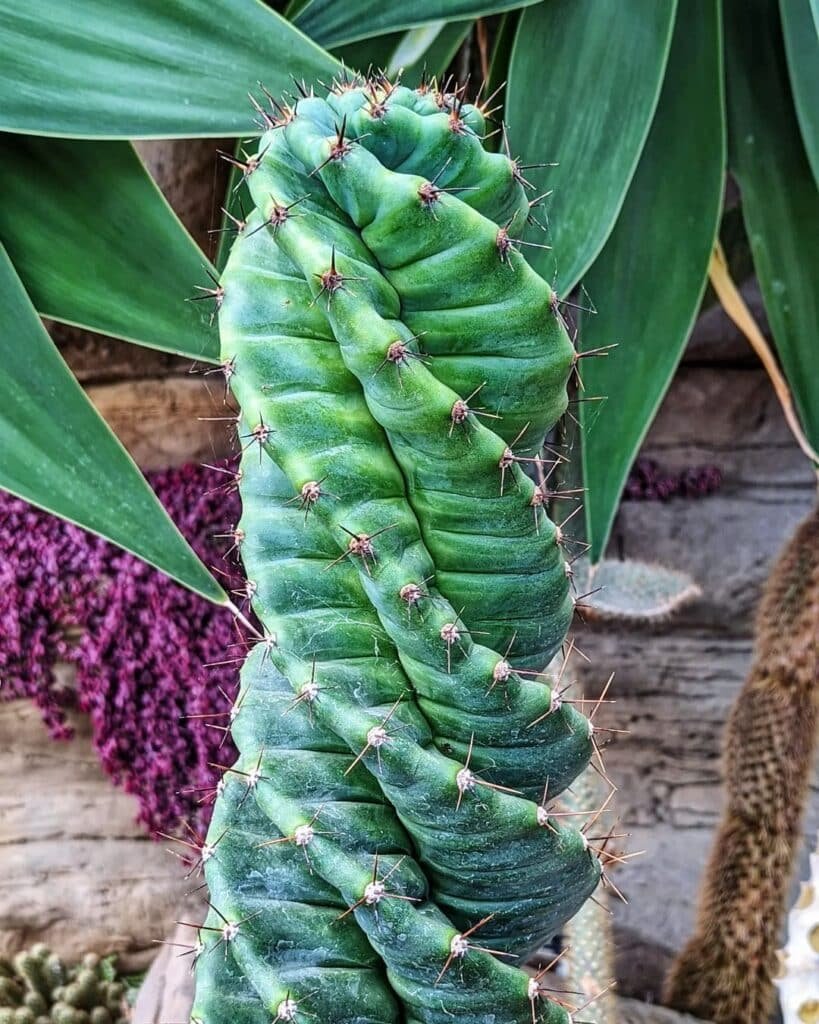 How To Grow And Care For Cute Spiral Cacti
