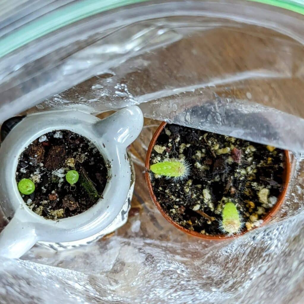 Cactus Cultivation Unlocked: Your Complete Guide To Growing From Seed!