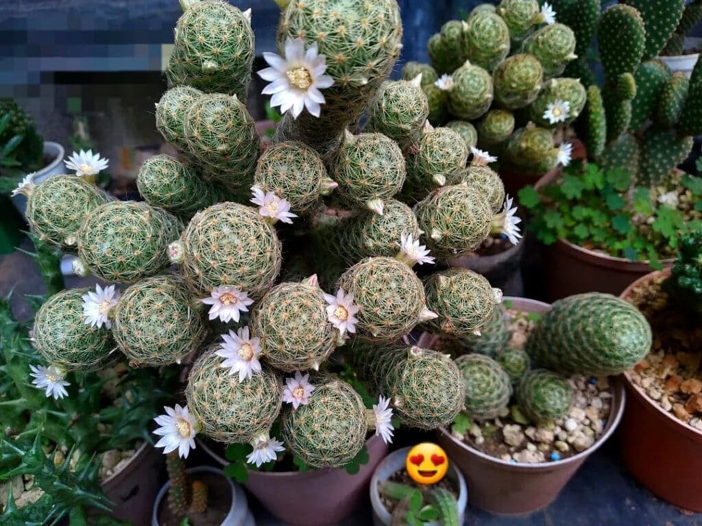 Cactus Cultivation Unlocked: Your Complete Guide To Growing From Seed!