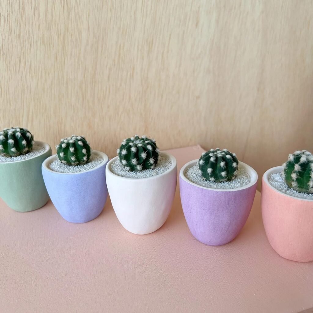 How To Grow And Care For Mini Cacti