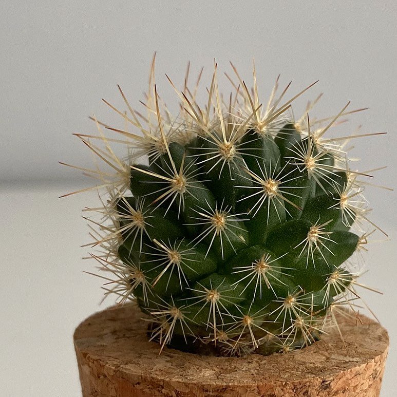 Top 5 FAQ And Answers For Mini Cacti