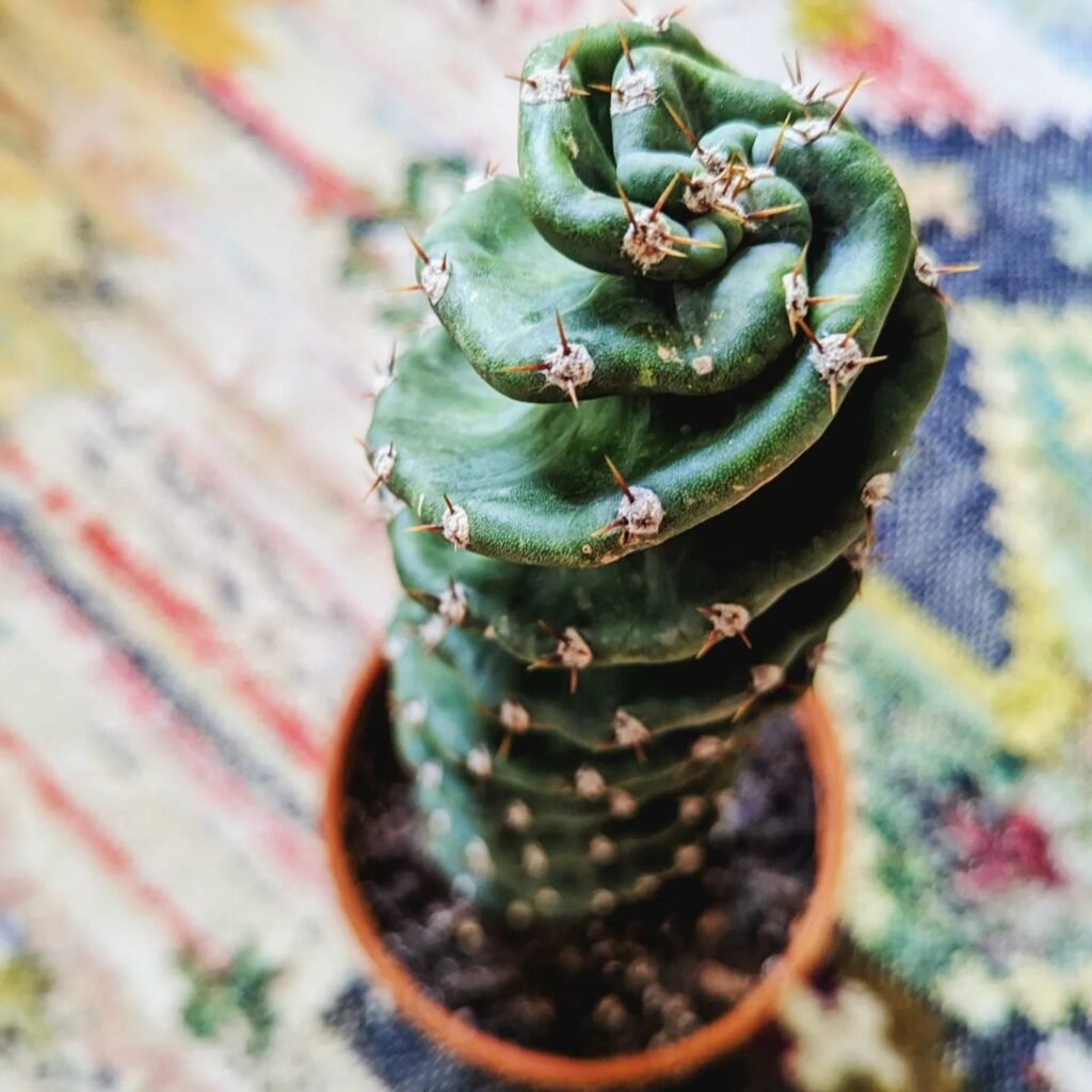 Top 10 Interesting Facts About Cute Spiral Cacti