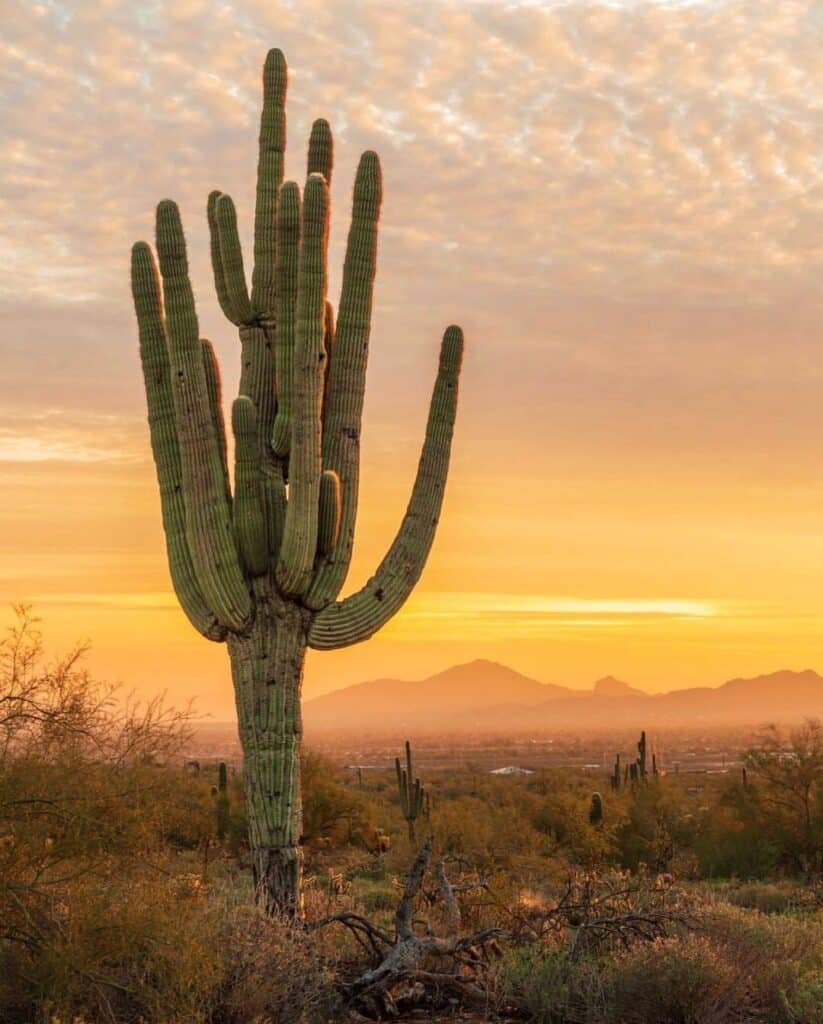 How To Grow And Care For Ancient Cacti