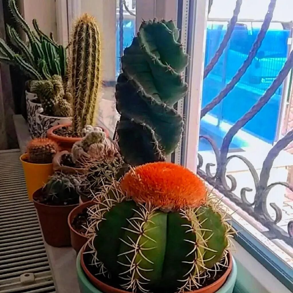 Top 5 FAQ And Answers For Cute Spiral Cacti