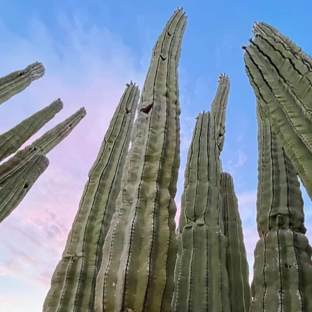 Top 5 FAQ And Answers For Ancient Cacti