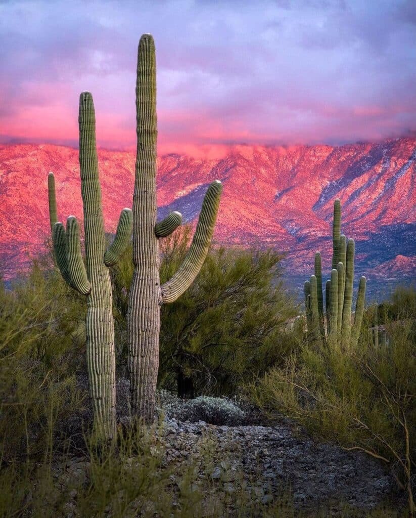 How To Grow And Care For Ancient Cacti