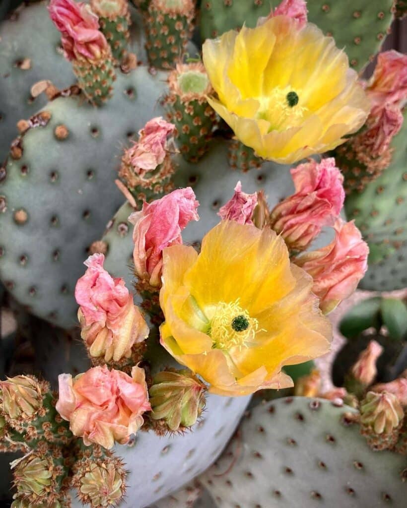 Top 10 Interesting Facts About Prickly Pear