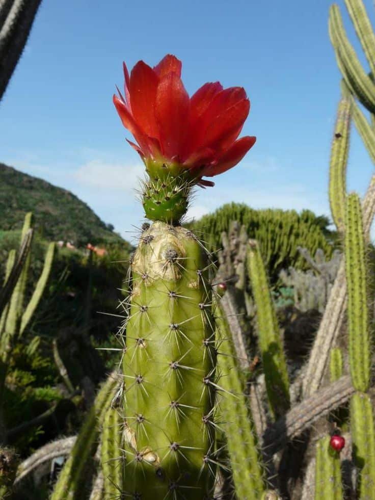 Corryocactus Erectus