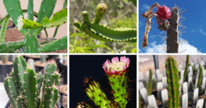 5 Most Popular Types Of Leptocereus Pictorial Guide