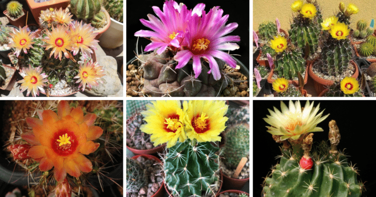 5 Most Popular Types Of Thelocactus Hexacanthus Pictorial Guide