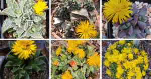 6 Most Popular Types Of Faucaria Pictorial Guide