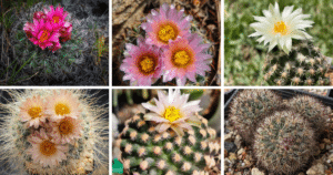 7 Most Popular Types Of Pediocactus Pictorial Guide