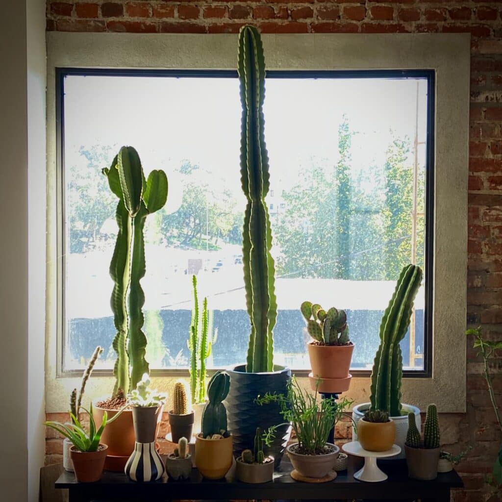 Feng Shui: Surprising Benefits Of This Powerful Home Decor With Cacti