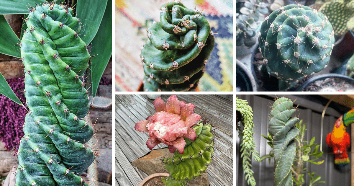 Internet's Latest Obsession: Cute Spiral Cacti!