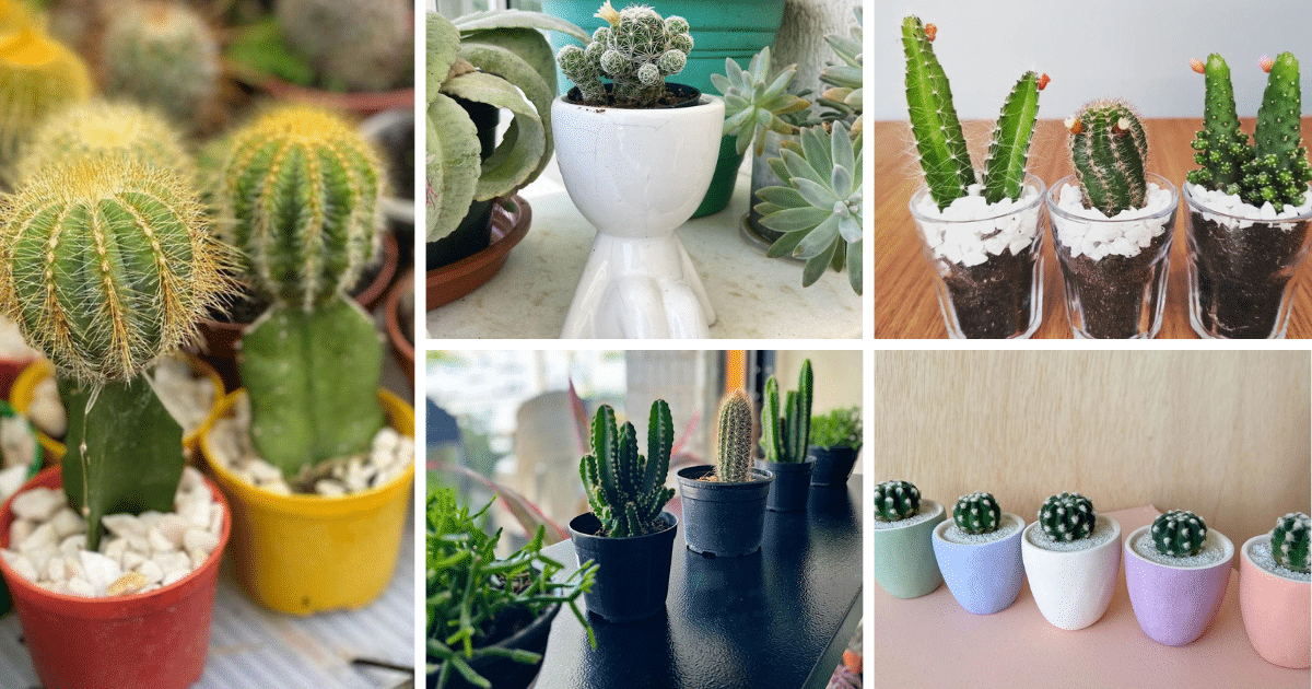 Small But Mighty: The Fascinating World Of Mini Cacti