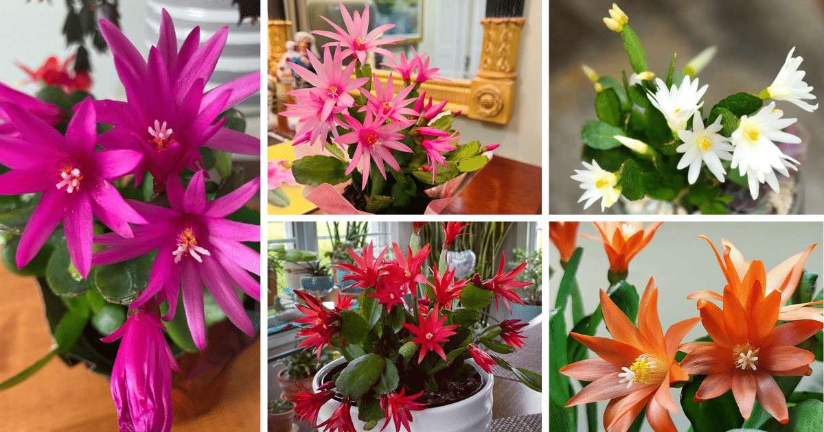 The Beauty And Charm Of Spring Cactus: Everything You Need To Know