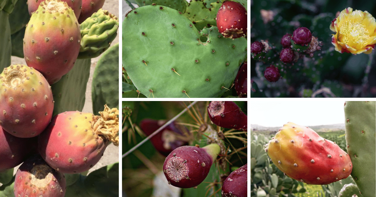 The Forbidden Fruit: Exploring The 10 Most Exotic Cactus Fruits