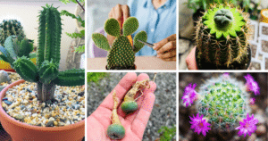 The Secret To Growing Perfectly Shaped Cactus Plants