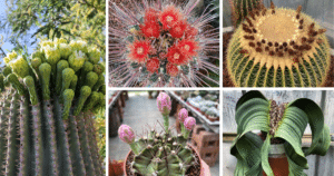 Top 10 Most Unique Cactus For Collector