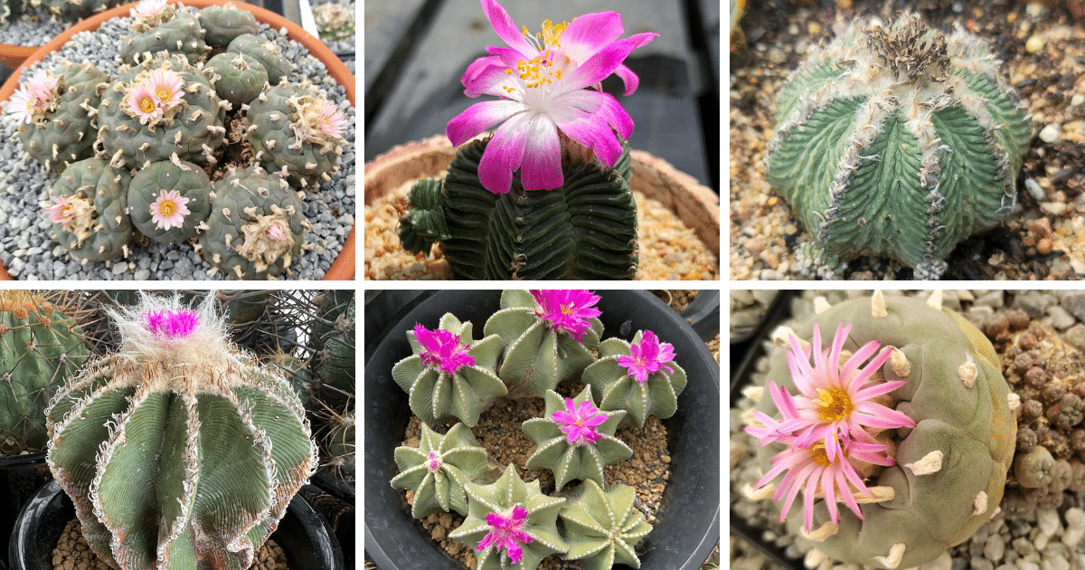 Top 2 Most Popular Types Of Aztekium Pictorial Guide