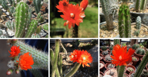 Top 6 Most Popular Types Of Corryocactus Pictorial Guide