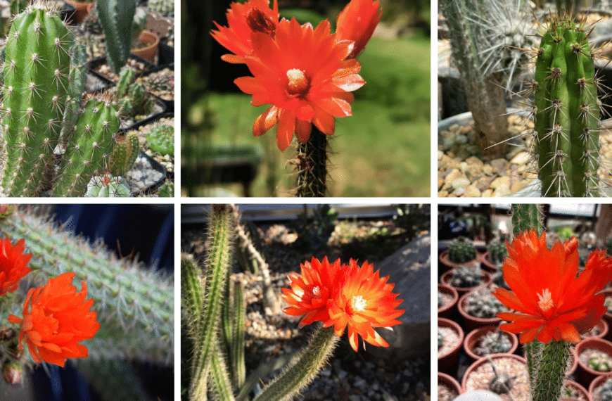 Top 6 Most Popular Types Of Corryocactus Pictorial Guide