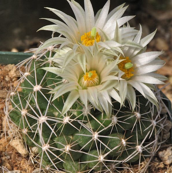 Corryocactus Missouriensis