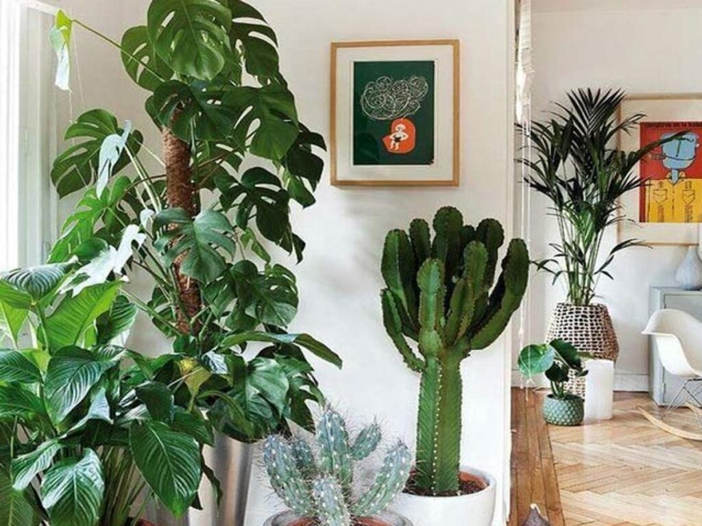 Top 10 Interesting Facts About Fengshui Cactus