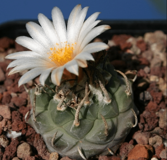 Turbinicarpus Klinkerianus