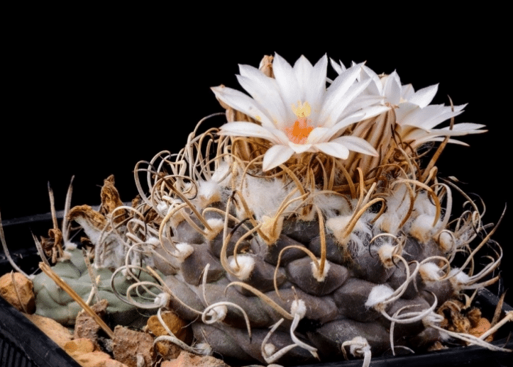 Turbinicarpus Macrochele