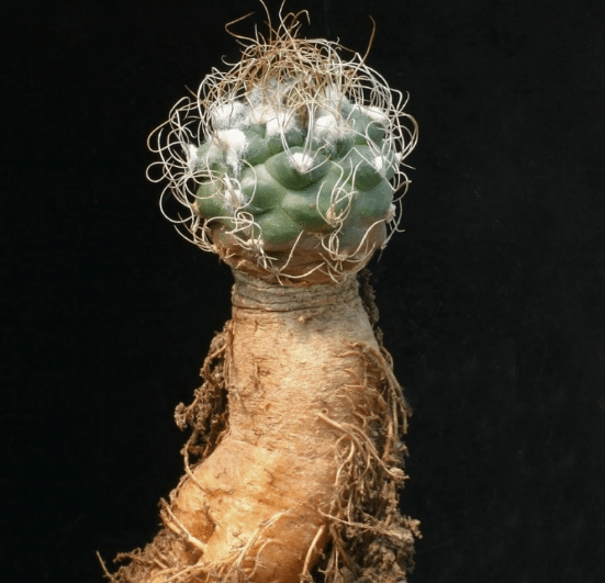 Turbinicarpus Pseudomacrochele