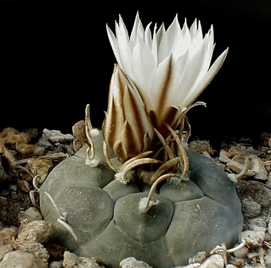 Turbinicarpus Rioverdensis