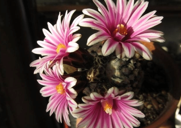 Turbinicarpus Valdezianus