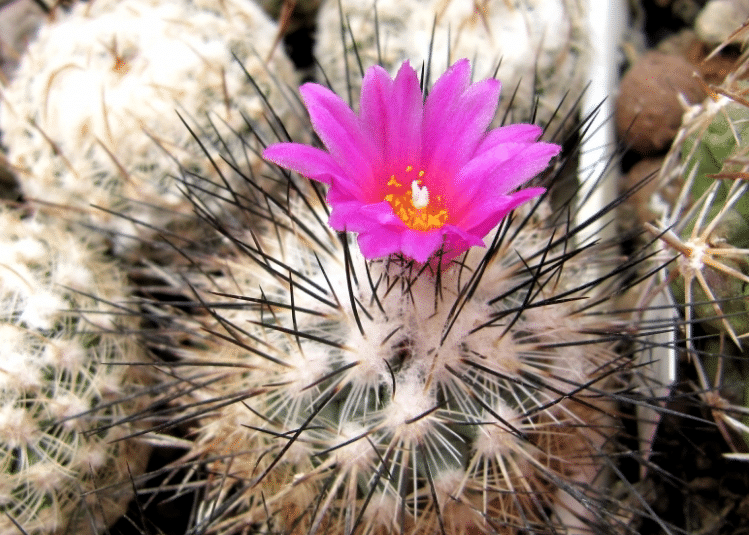 Turbinicarpus Viereckii