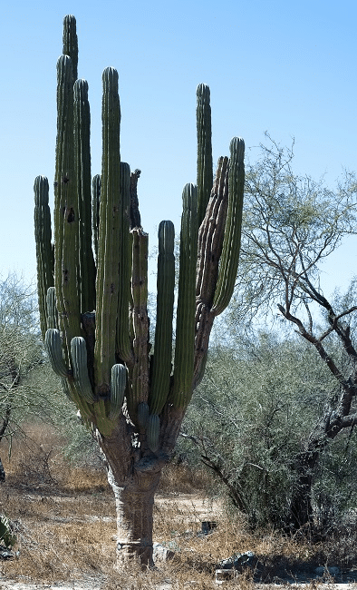 Cardon Cactus