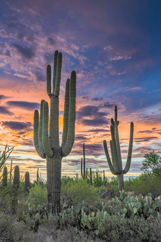 How To Grow And Care For Ancient Cacti